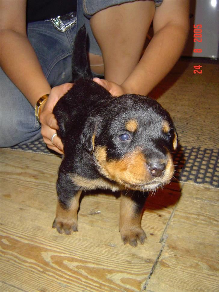 Blanding af racer sasha r.i.p - myloo..... min anden hund billede 15