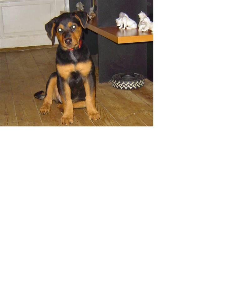 Blanding af racer sasha r.i.p - myloo billede 17