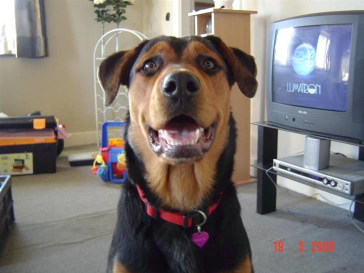 Blanding af racer sasha r.i.p - myloo... billede 18
