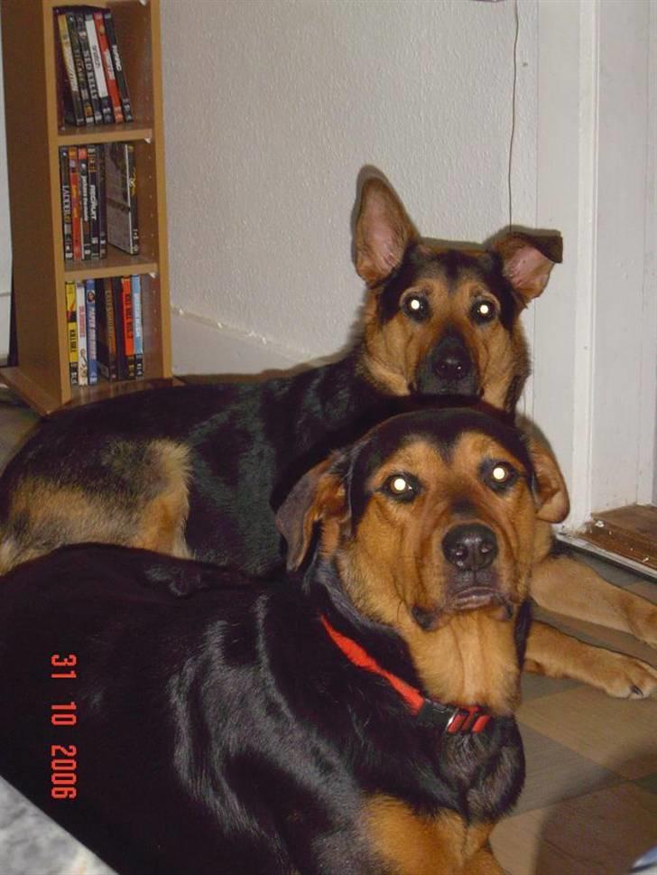 Blanding af racer sasha r.i.p - sasha bagerst og myloo forest.. mor og datter billede 19