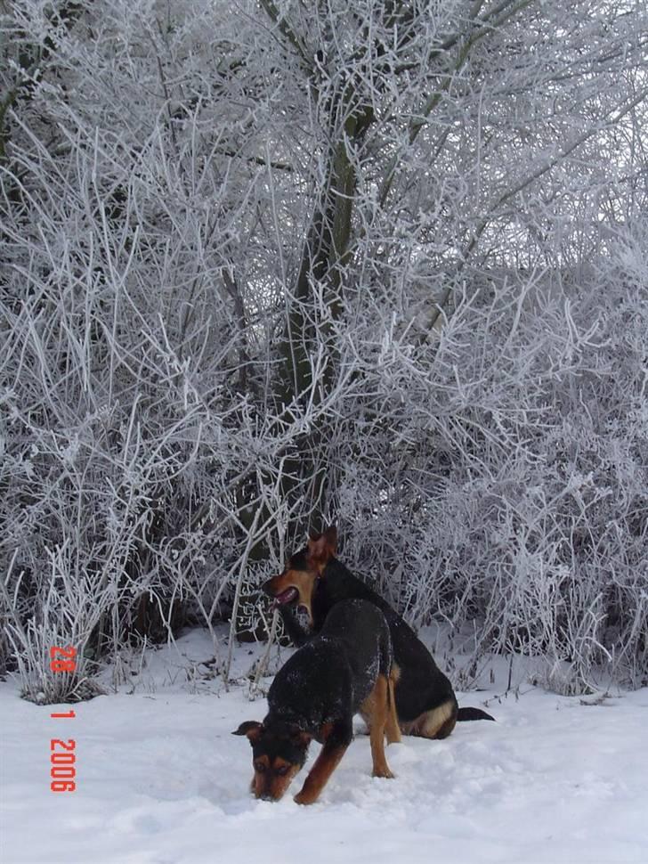 Blanding af racer sasha r.i.p - sne billede billede 20