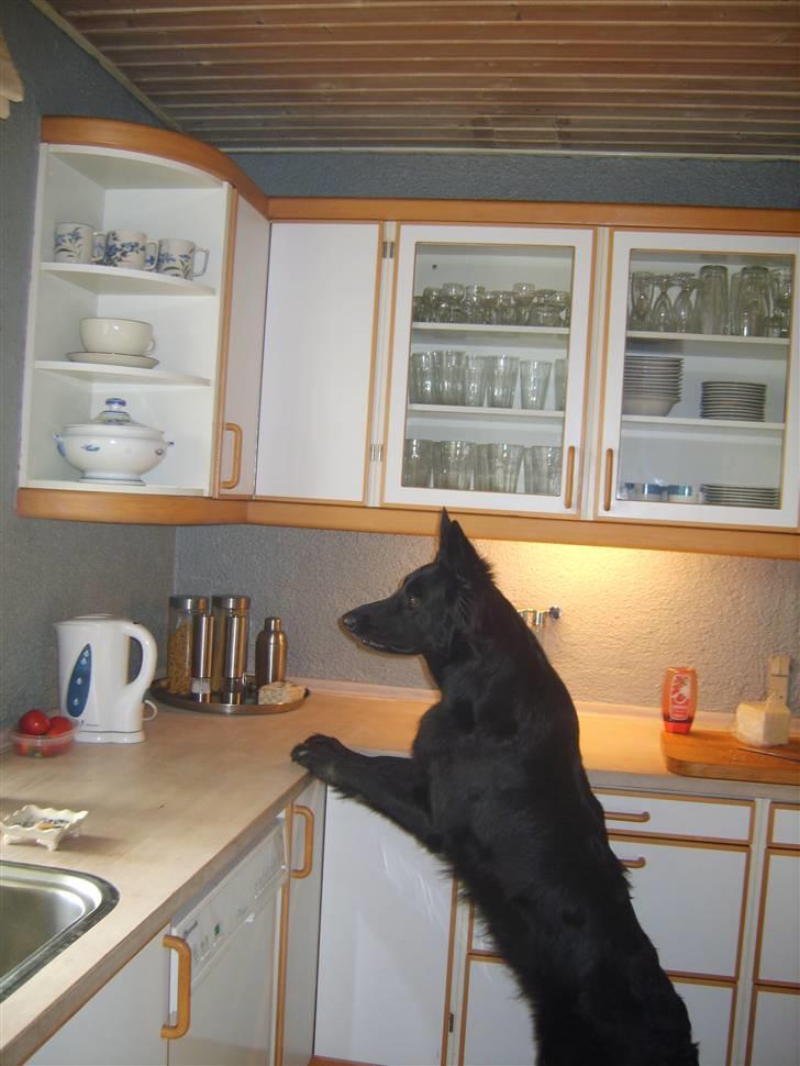 Schæferhund Leika - Øv.. Det var ik far der kom nu.... billede 11