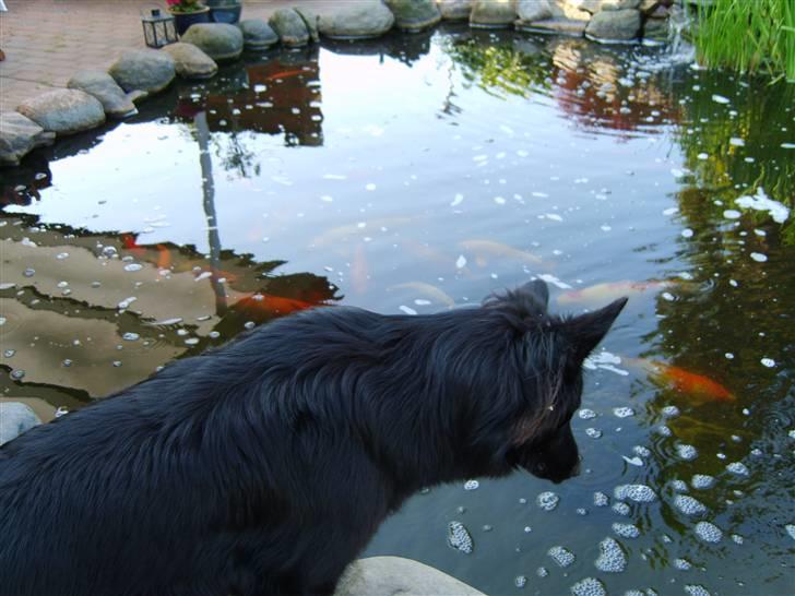 Schæferhund Leika - Hov...hvad sker der nu i søen... billede 12