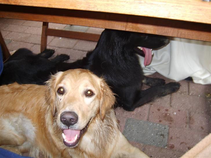 Schæferhund Leika - Rico er min bedste legekammerat billede 13