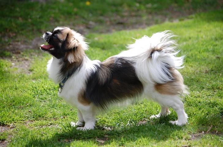 Tibetansk spaniel Frida (Shangri-La) - Jeg er ikke nogen lille pige mere, men stadig lige sød . . . . og fræk siger min mor billede 2