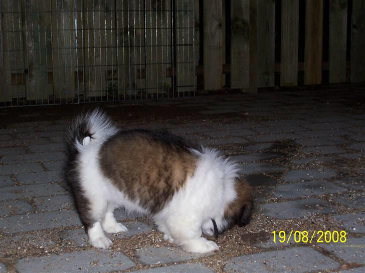Tibetansk spaniel Frida (Shangri-La) - Kun lige kommet hjem billede 3