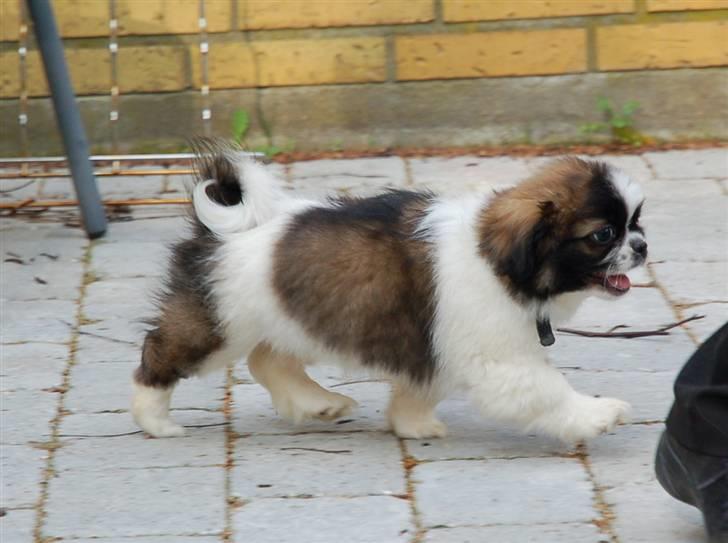 Tibetansk spaniel Frida (Shangri-La) - Heej, Vent lige på mig!! billede 4