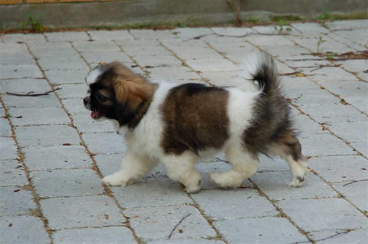 Tibetansk spaniel Frida (Shangri-La) billede 5