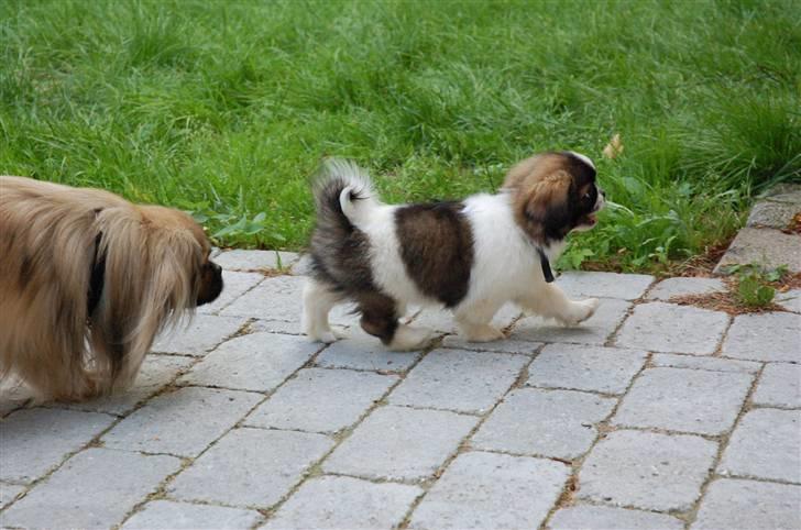 Tibetansk spaniel Frida (Shangri-La) - Desse bliver alligevel nysgerrig billede 6