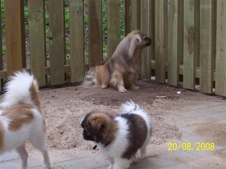 Tibetansk spaniel Frida (Shangri-La) - Næste dag på terassen. billede 7