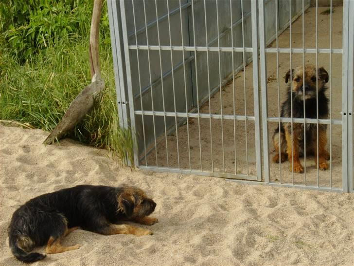 Border terrier Blue Fox - hun ligger ned og hendes far sider i buret! billede 1