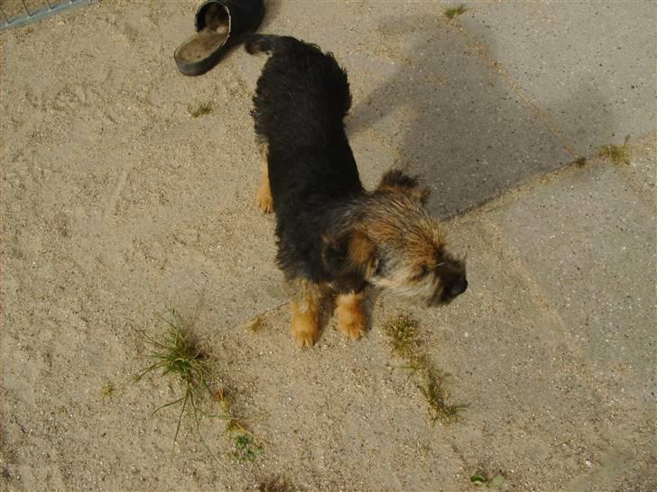 Border terrier Blue Fox billede 2