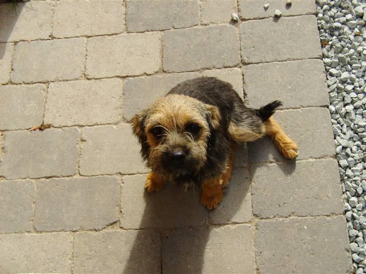Border terrier Blue Fox billede 3