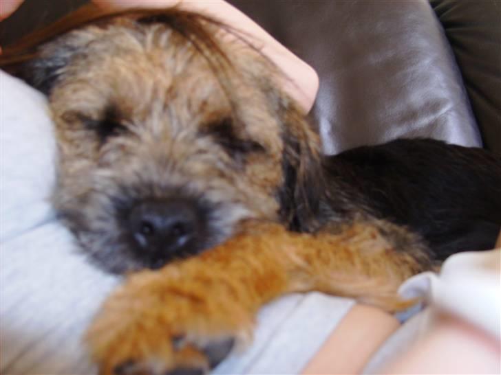 Border terrier Blue Fox billede 4