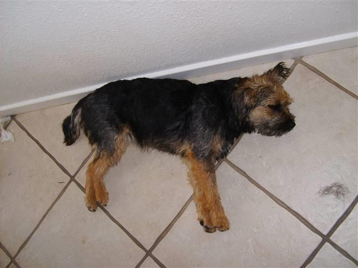 Border terrier Blue Fox billede 5