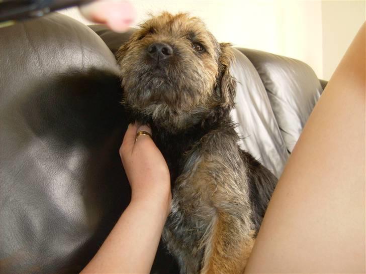 Border terrier Blue Fox billede 6