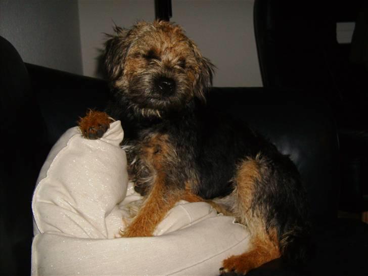 Border terrier Blue Fox billede 7