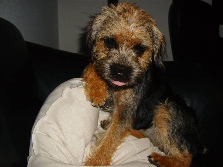 Border terrier Blue Fox billede 8