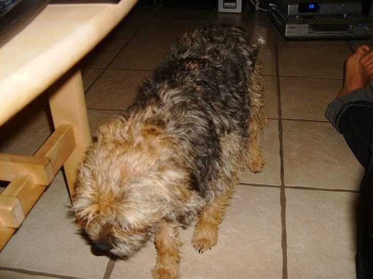 Border terrier Cindarella In Blue(Zoffy) billede 1