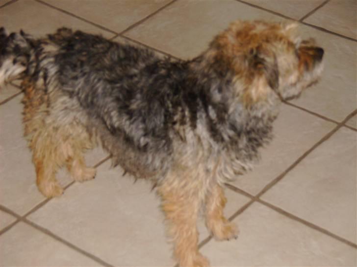 Border terrier Cindarella In Blue(Zoffy) billede 3