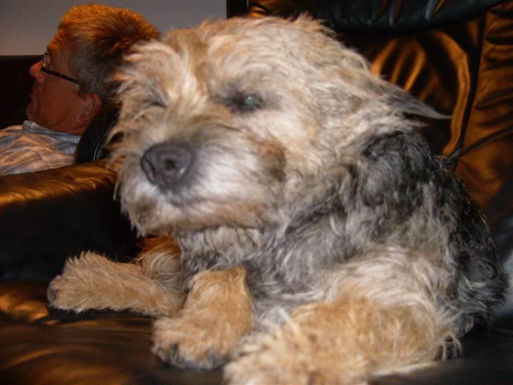 Border terrier Cindarella In Blue(Zoffy) billede 4