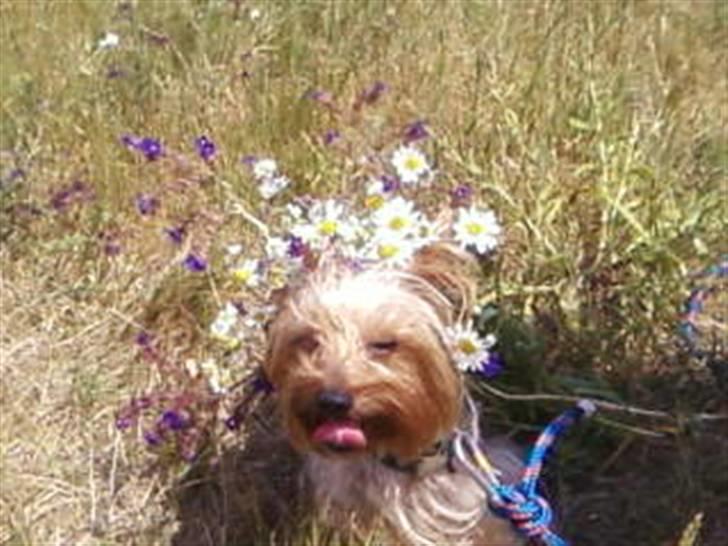 Yorkshire terrier Figo billede 7