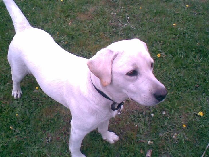 Labrador retriever Bamse billede 14