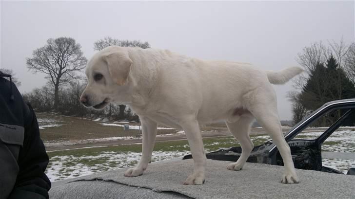 Labrador retriever Bamse billede 16