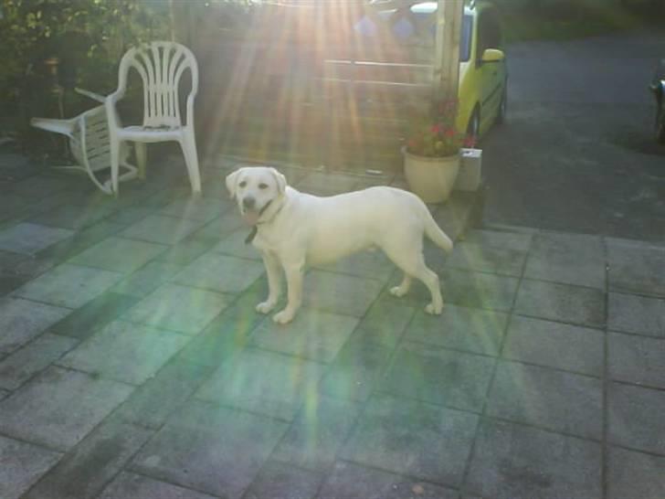 Labrador retriever Bamse billede 17