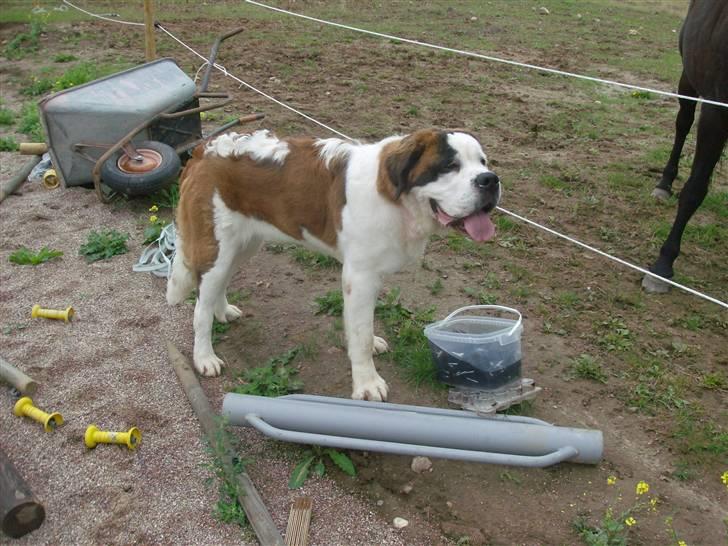 Sankt bernhardshund Berta billede 1