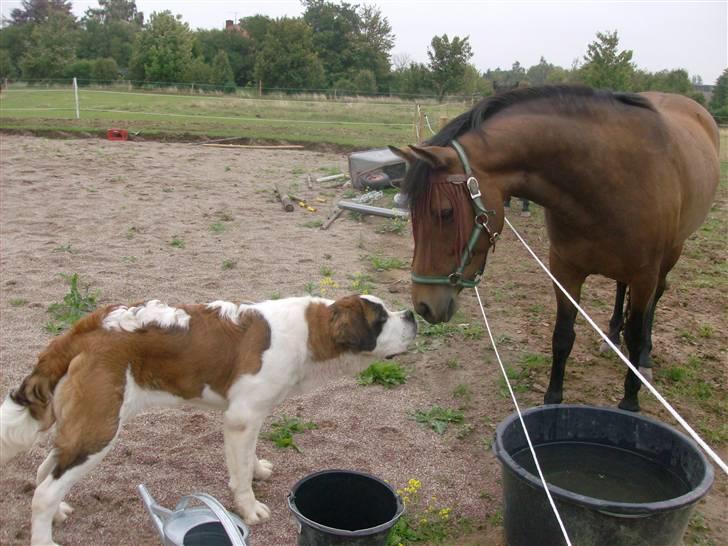 Sankt bernhardshund Berta billede 2