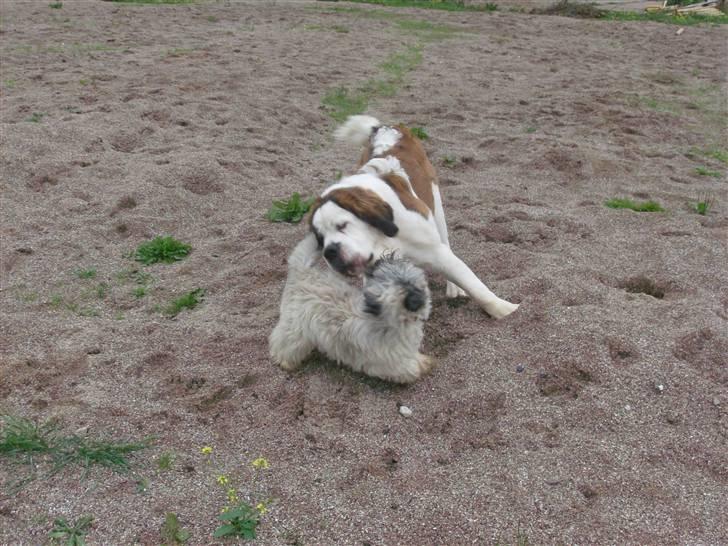 Sankt bernhardshund Berta billede 4