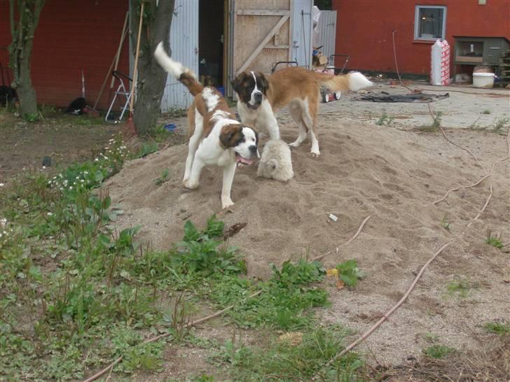 Sankt bernhardshund Berta billede 5