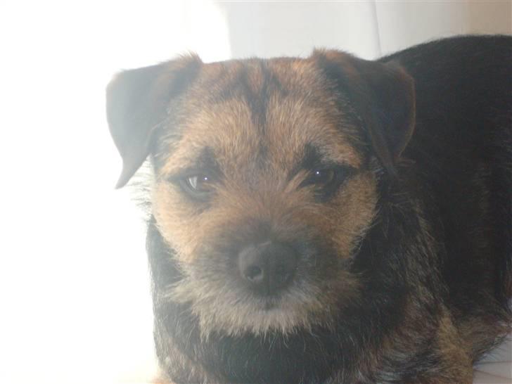 Border terrier Dalshøj´s Blue Diamond (Basse) - Basse"s  smukke hoved billed taget af louise  ;D billede 20