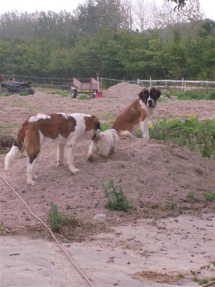 Sankt bernhardshund Berta billede 6