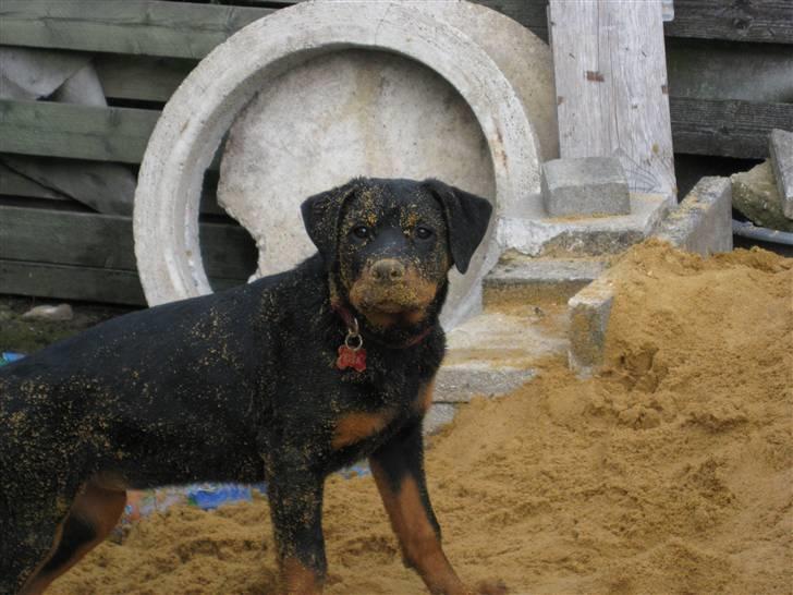 Rottweiler Kita - Det er sjovt at lege i sandet billede 16