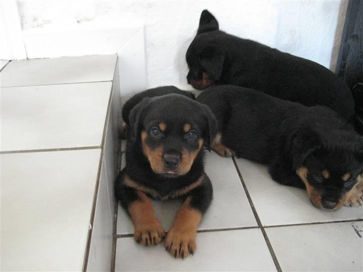 Rottweiler RICO - Er han ikke bare nuttet billede 1