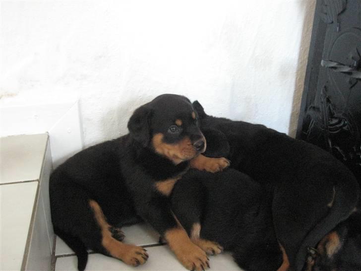 Rottweiler RICO - Her er han med sine to andre brødre billede 2