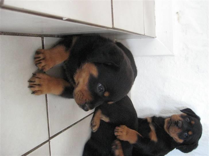 Rottweiler RICO billede 3