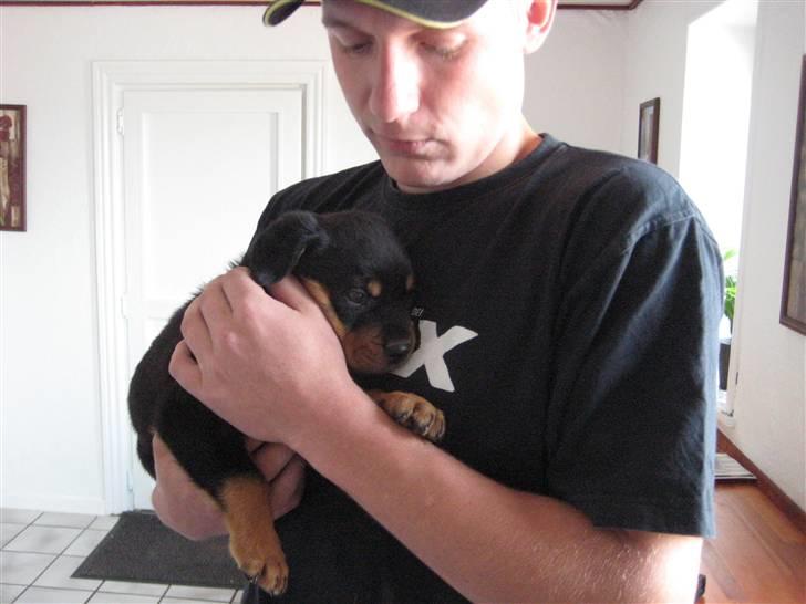 Rottweiler RICO - Her står jeg så med ham han er nu dejlig  billede 4