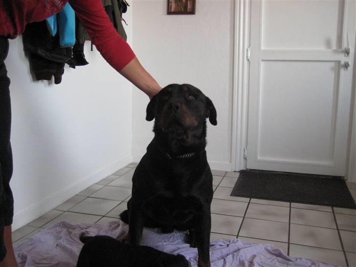 Rottweiler RICO - Det er så faren billede 5