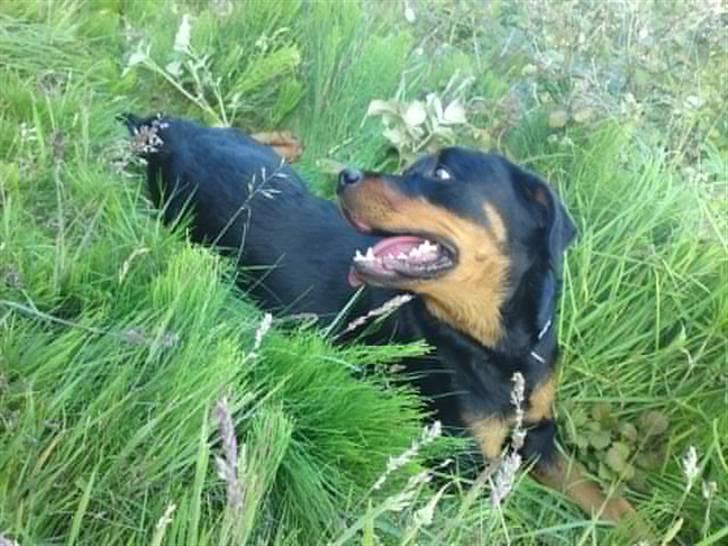 Rottweiler Malla <3 billede 17
