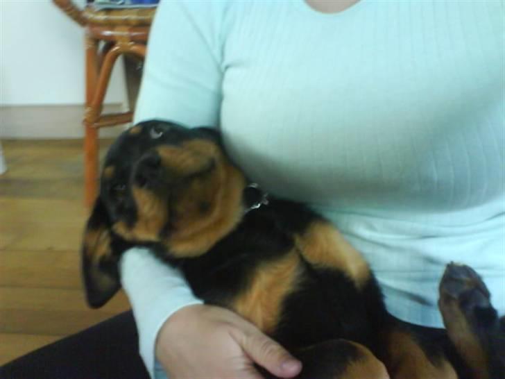 Rottweiler Malla <3 billede 18