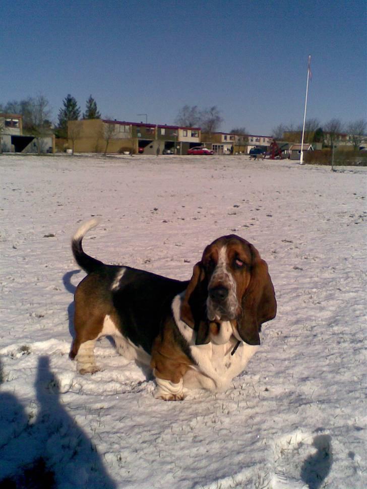 Basset hound bastian RIP <3 - bastian i sneen, første gang den så sådan noget, :P det var noget mærkeligt noget ! billede 1