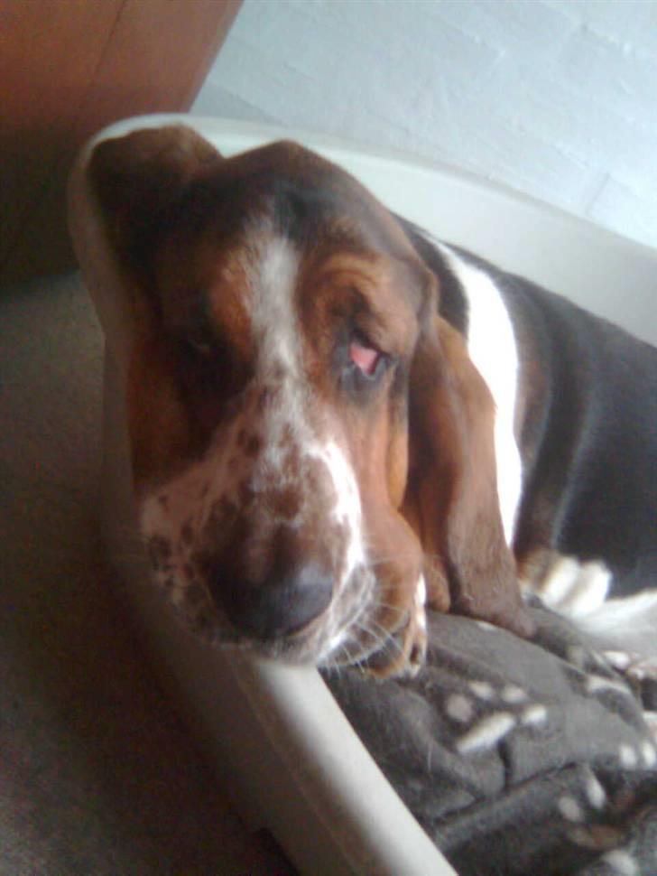 Basset hound bastian RIP <3 - hvor er jeg træt ?? billede 2