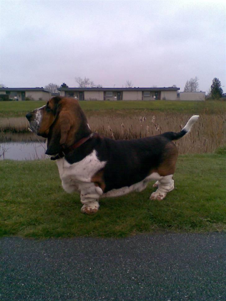 Basset hound bastian RIP <3 - jeg eelsker at gå tur ved søen . :D billede 3