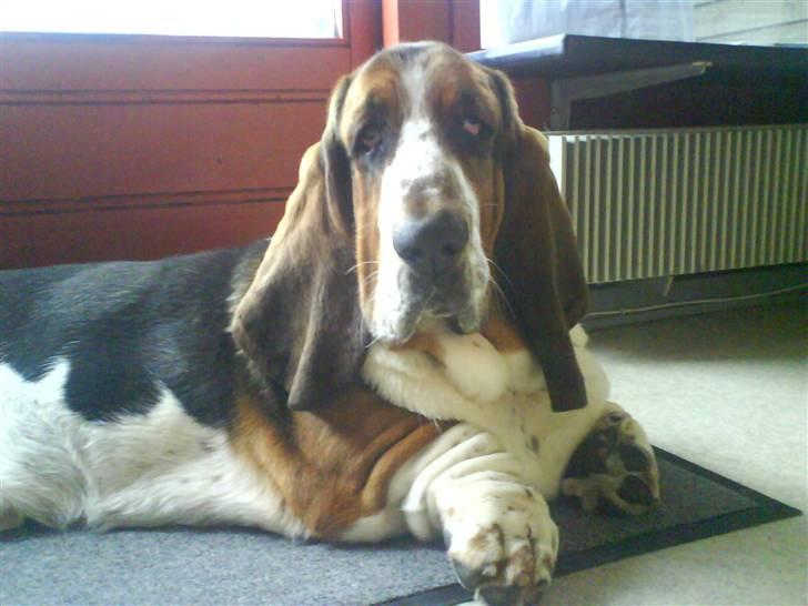 Basset hound bastian RIP <3 - :P billede 4