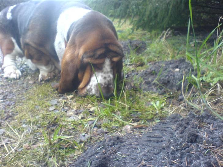 Basset hound bastian RIP <3 - snuse snuse.  billede 6
