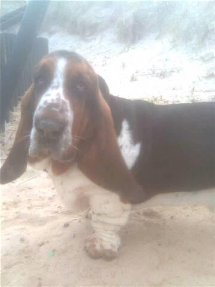 Basset hound bastian RIP <3 - her er jeg ved stranden , det altså for sjovt, men kan ikke lide vandet !! billede 7