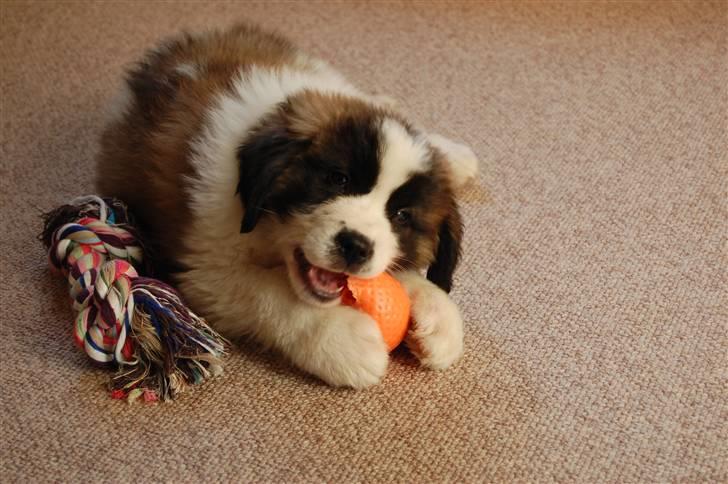 Sankt bernhardshund thor - her er jeg ikke så gammel endnu billede 1